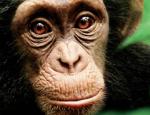 chimpance_tmb.jpg